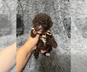 Cavapoo (Toy) Puppy for sale in JEFFERSONVILLE, IN, USA