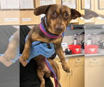 HOMERUN - Male Chiweenie Dog for Adoption - Small photo