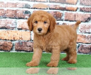 Goldendoodle Puppy for sale in BEL AIR, MD, USA
