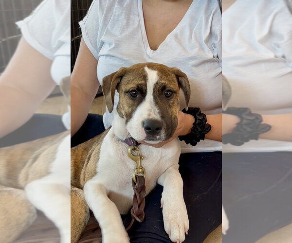 Medium Photo #24 Boxer-Unknown Mix Puppy For Sale in Mooresville, NC, USA