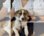Small #23 Boxer Mix