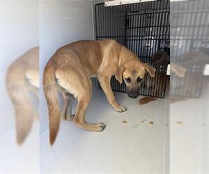 Black Mouth Cur Dogs for adoption in Houston, TX, USA