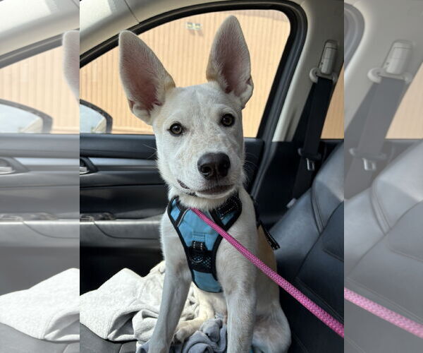 Medium Photo #1 Red Heeler-Unknown Mix Puppy For Sale in Laramie, WY, USA