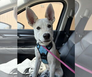Red Heeler-Unknown Mix Dogs for adoption in Laramie, WY, USA