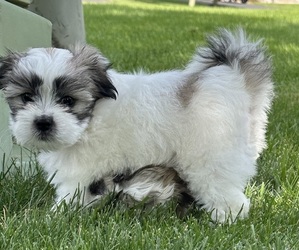 Mal-Shi Puppy for Sale in ROGERS, Minnesota USA