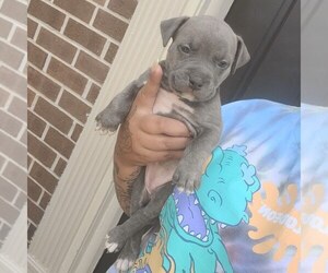 American Bully Puppy for sale in LAUREL, MD, USA