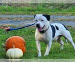 Small Photo #2 American Pit Bull Terrier Puppy For Sale in Richmond, VA, USA