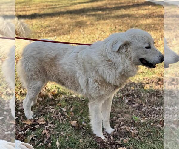 Medium Photo #1 Great Pyrenees-Unknown Mix Puppy For Sale in Yardley, PA, USA