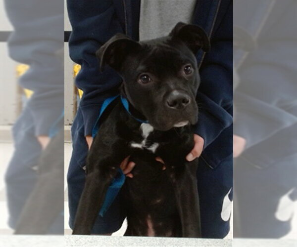 Medium Photo #1 Staffordshire Bull Terrier Puppy For Sale in Oklahoma City, OK, USA
