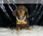 Small #4 Dachshund