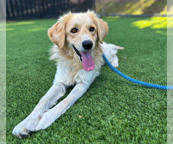 Medium Photo #3 Golden Retriever Puppy For Sale in Salinas, CA, USA
