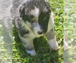 Steven - Male Australian Shepherd Puppy for Sale - Photo #3