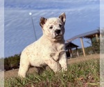 Small #2 Australian Cattle Dog