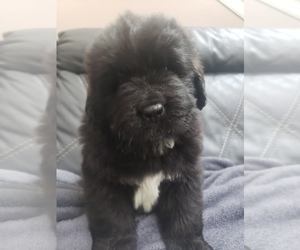 Newfoundland Puppy for sale in MARYLAND HEIGHTS, MO, USA