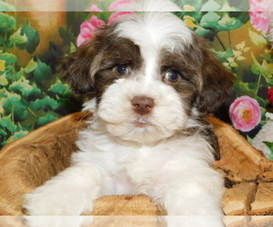 Havanese Puppy for Sale in HAMMOND, Indiana USA