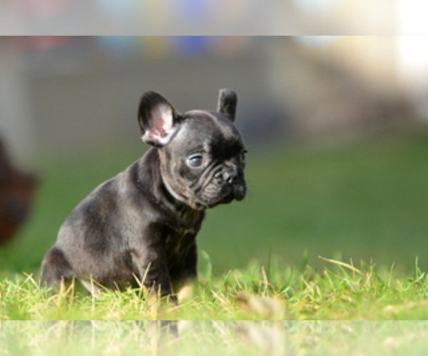 Medium Photo #11 French Bulldog Puppy For Sale in Kiskoros, Bacs-Kiskun, Hungary