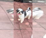 Small #3 Shih Tzu