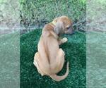 Small Photo #3 Rhodesian Ridgeback Puppy For Sale in SAN JOSE, CA, USA