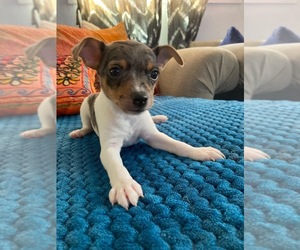 Rat Terrier Puppy for sale in COLORADO SPRINGS, CO, USA