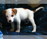 Small #12 Greyhound-Labrador Retriever Mix