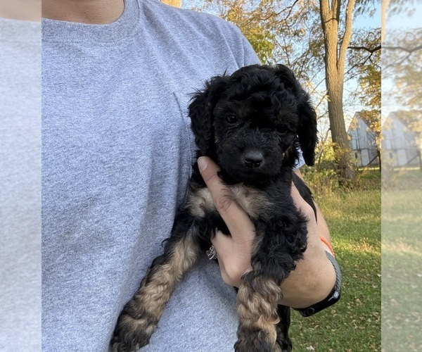 Medium Photo #2 Poodle (Miniature) Puppy For Sale in CONCORD, MN, USA