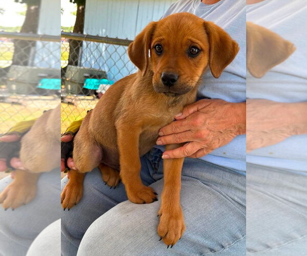 Medium Photo #1 Boxer-Retriever  Mix Puppy For Sale in Rustburg, VA, USA