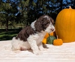 Small #11 Miniature Bernedoodle