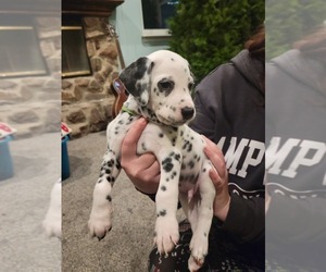 Dalmatian Puppy for sale in LAKE ELSINORE, CA, USA