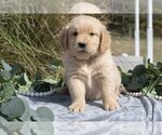 Puppy Manny Golden Retriever