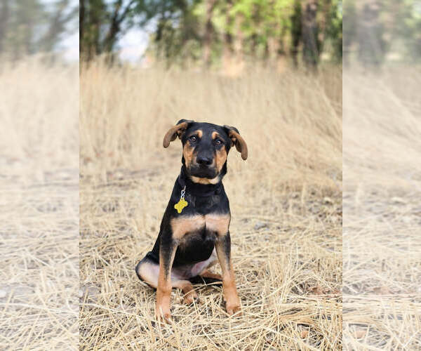 Medium Photo #16 Doberman Pinscher-German Shepherd Dog Mix Puppy For Sale in Sandy, UT, USA