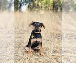 Small #15 Doberman Pinscher-German Shepherd Dog Mix