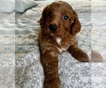 Small Photo #19 Goldendoodle (Miniature) Puppy For Sale in PENSACOLA, FL, USA