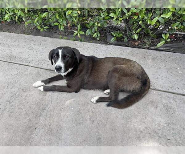 Medium Photo #1 Pyrenees Border Collie Puppy For Sale in Stockton, CA, USA