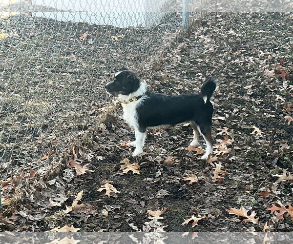 Medium Photo #3 Mutt Puppy For Sale in Brooklyn Center, MN, USA