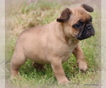 Small #39 French Bulldog