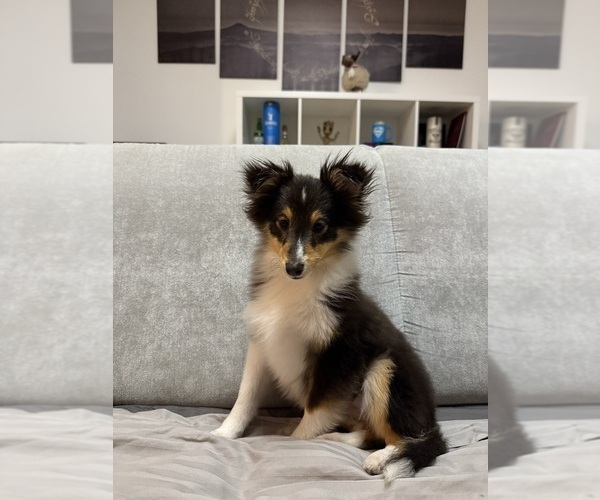 Medium Photo #1 Shetland Sheepdog Puppy For Sale in BURBANK, CA, USA