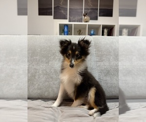 Shetland Sheepdog Puppy for sale in BURBANK, CA, USA