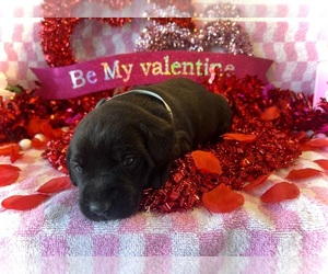 Labrador Retriever Puppy for sale in CLEVELAND, TN, USA