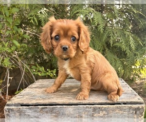 Cavalier King Charles Spaniel Puppy for sale in MIDDLEBURY, IN, USA