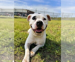 Mutt Dogs for adoption in Abbeville, LA, USA