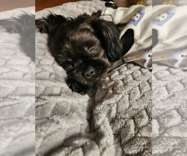 Medium Photo #5 Shih Tzu Puppy For Sale in Arlington, VA, USA