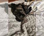 Small #4 Shih Tzu