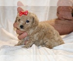 Small #23 Poodle (Toy)