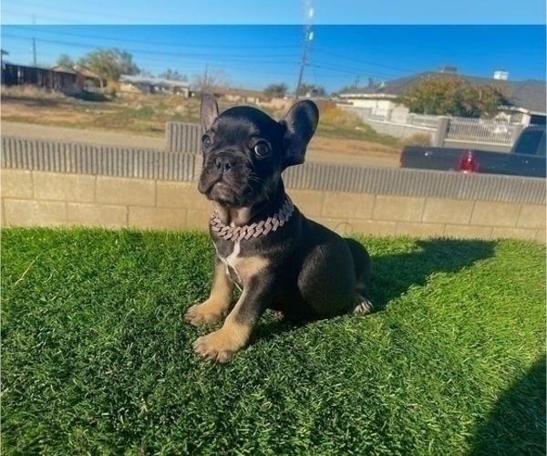 Medium Photo #9 French Bulldog Puppy For Sale in PORTLAND, OR, USA