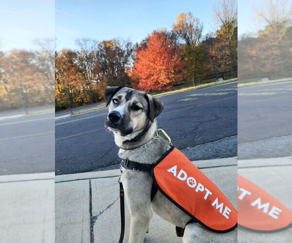 Medium Photo #2 Siberian Husky-Unknown Mix Puppy For Sale in Lawrenceville, NJ, USA