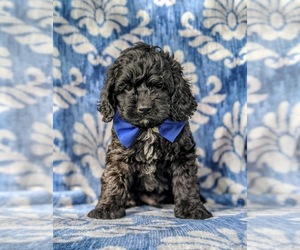 Cock-A-Poo Puppy for sale in NOTTINGHAM, PA, USA