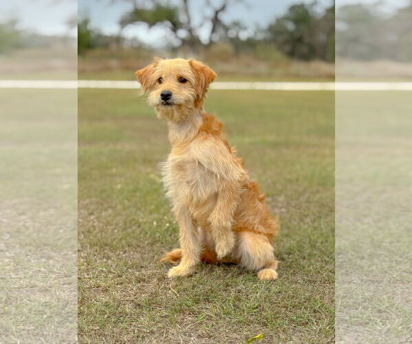 Medium Photo #4 Mutt Puppy For Sale in PIPE CREEK, TX, USA