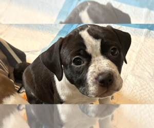 American Pit Bull Terrier Dogs for adoption in Wenonah, NJ, USA