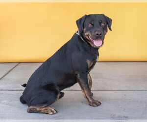 Rottweiler Dogs for adoption in Pasadena, CA, USA