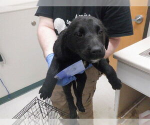 Labrador Retriever-Texas Heeler Mix Dogs for adoption in Oroville, CA, USA